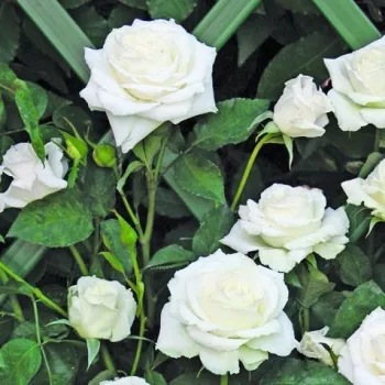 Rosa Monna Lisa® - biały - climber, róża pnąca