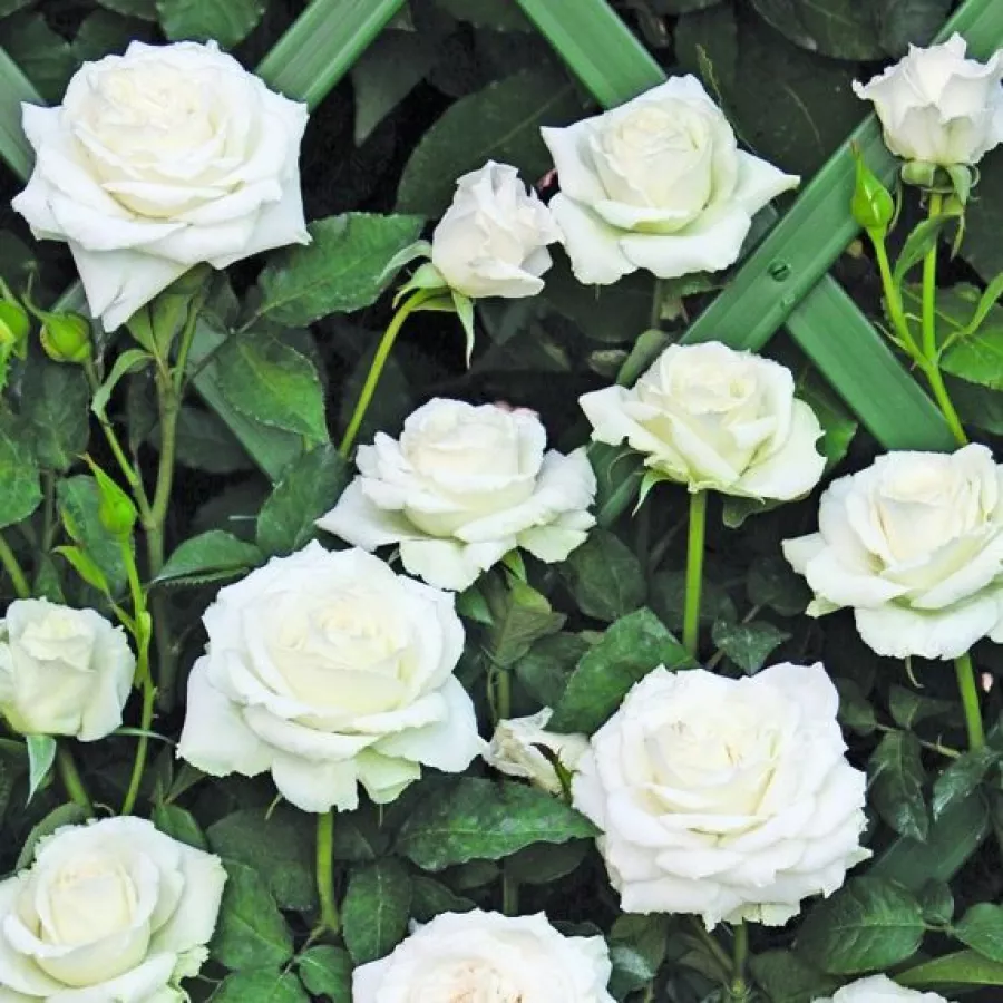 RUŽA PENJAČICA I PUZAVICA - Ruža - Monna Lisa® - naručivanje i isporuka ruža