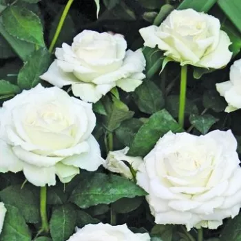 Pedir rosales - rosales trepadores - rosa de fragancia discreta - té - Monna Lisa® - blanco - (250-600 cm)
