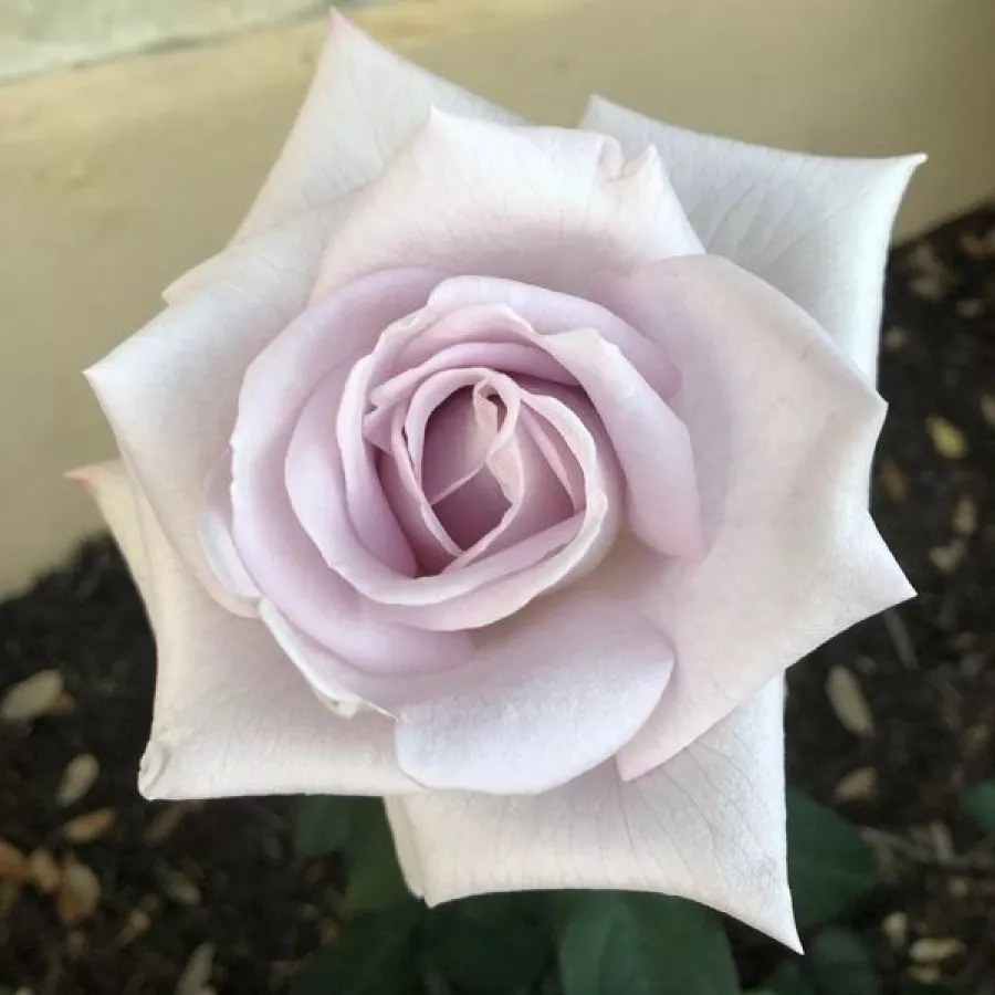Róża o intensywnym zapachu - Róża - Stainless Steel® - sadzonki róż sklep internetowy - online