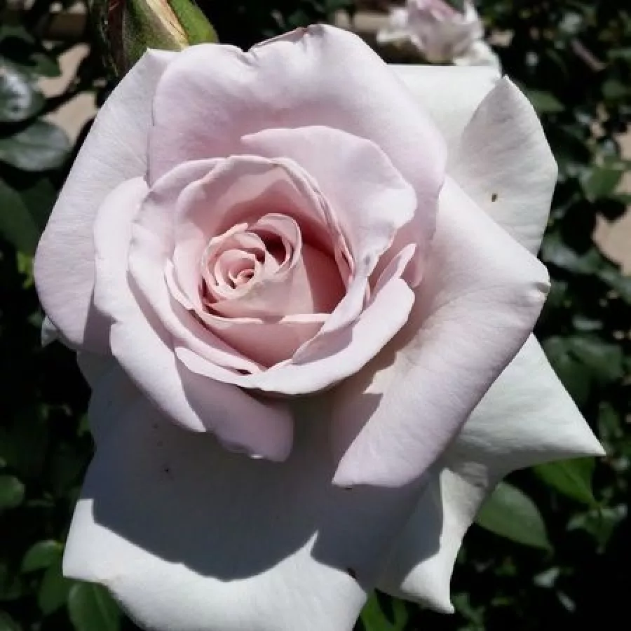 Rosales híbridos de té - Rosa - Stainless Steel® - comprar rosales online