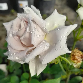 Rosa Stainless Steel® - fioletowy - hybrydowa róża herbaciana
