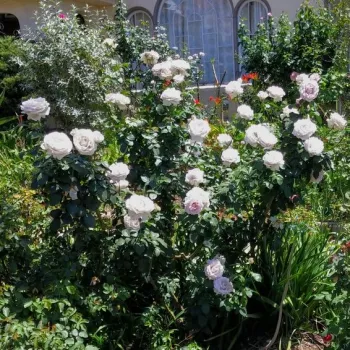 Fioletowy - hybrydowa róża herbaciana - róża o intensywnym zapachu - zapach malin