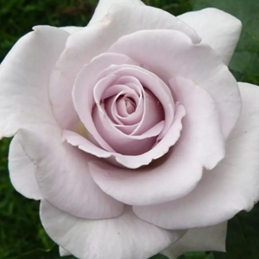 Tom Carruth - Róża - Stainless Steel® - sadzonki róż sklep internetowy - online