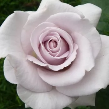 Online rózsa kertészet - teahibrid rózsa - intenzív illatú rózsa - málna aromájú - Stainless Steel® - lila - (80-100 cm)