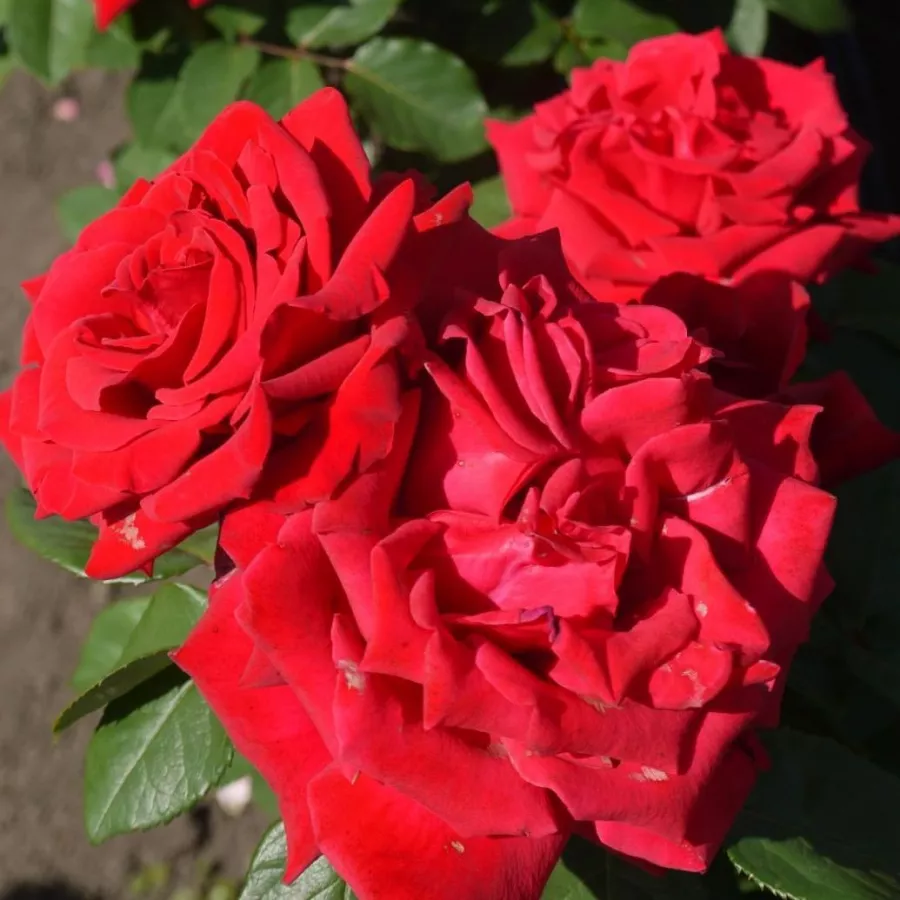 Róża o dyskretnym zapachu - Róża - Valentino® - sadzonki róż sklep internetowy - online