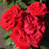 Jarko crvena - hibridna čajevka - ruža diskretnog mirisa - - - Rosa Valentino® - naručivanje i isporuka ruža