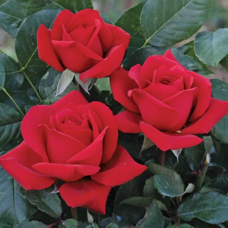 Hibridna čajevka - Ruža - Valentino® - sadnice ruža - proizvodnja i prodaja sadnica