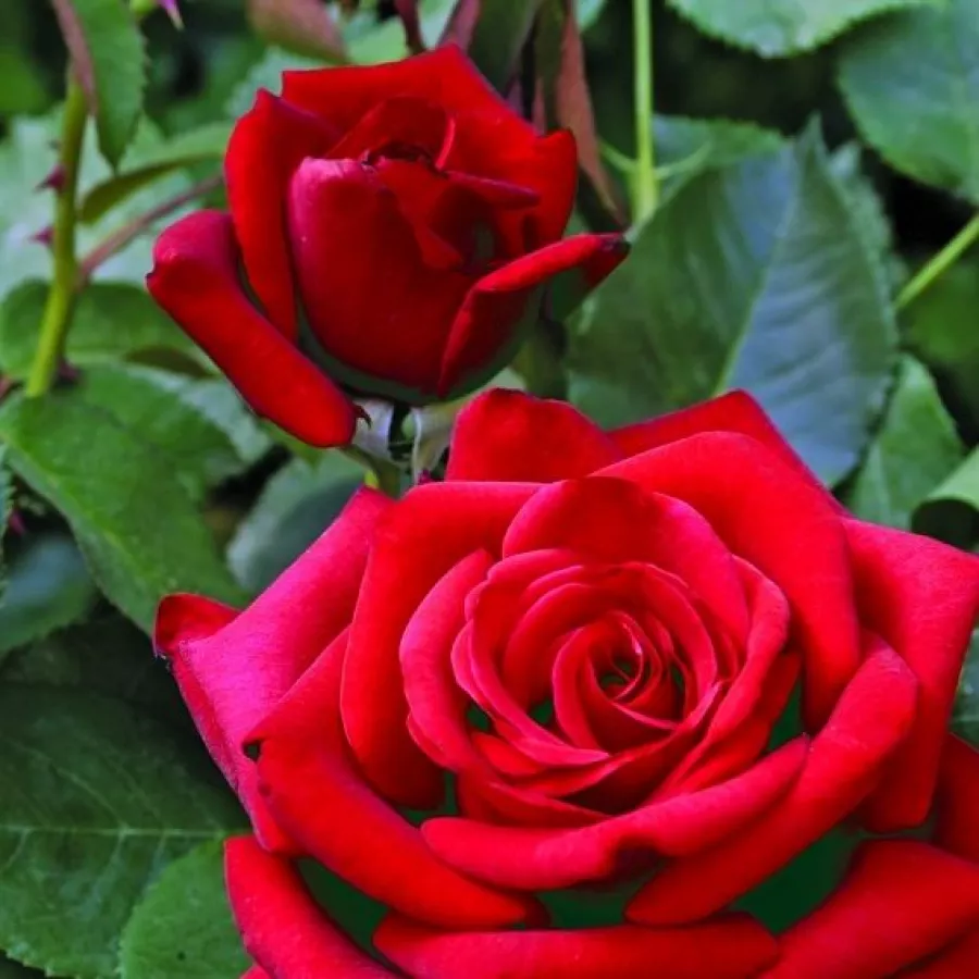 Róża o dyskretnym zapachu - Róża - Valentino® - róże sklep internetowy