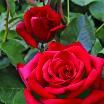 Rosa Valentino® - vörös - teahibrid rózsa
