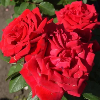 Jarko crvena - hibridna čajevka - ruža diskretnog mirisa - -
