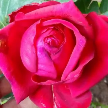 Web trgovina ruža - hibridna čajevka - ruža diskretnog mirisa - - - Valentino® - jarko crvena - (80-100 cm)