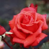 Teahibrid rózsa - nem illatos rózsa - kertészeti webáruház - Rosa Wildfire® - narancssárga