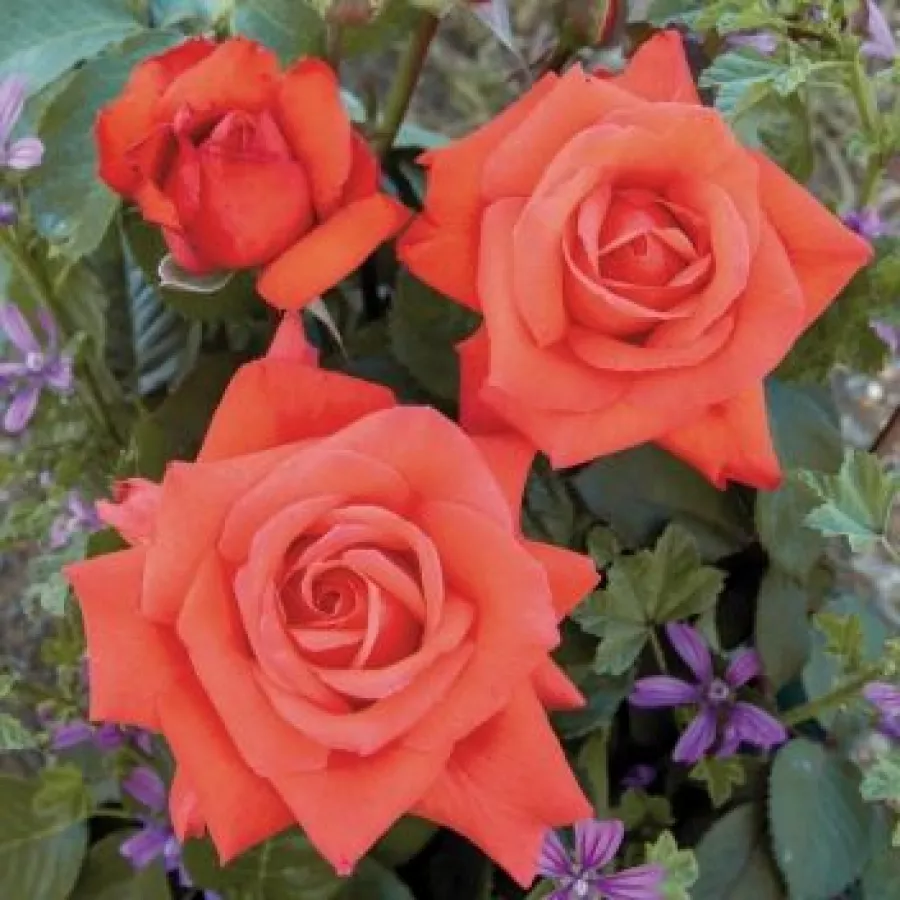 Teahibrid rózsa - Rózsa - Wildfire® - Online rózsa rendelés