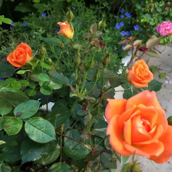 Rosa Wildfire® - narancssárga - teahibrid rózsa