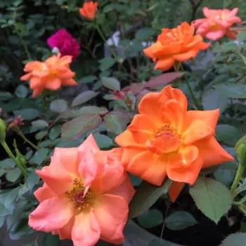Naranja - rosales híbridos de té   (80-100 cm)