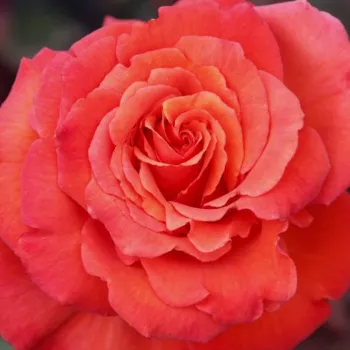 Kupnja ruža online - hibridna čajevka - bezmirisna ruža - Wildfire® - narančasta - (80-100 cm)