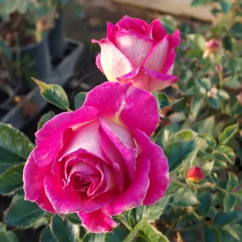 BARIRE® – bíbor-sárga virágágyi floribunda rózsa - Barni