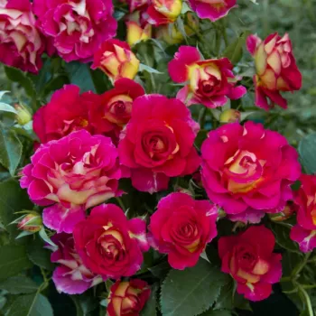 Élénk, bíbor rózsaszín szirmok, sárgás tónusú fonákkal. - virágágyi floribunda rózsa - erős, hosszan tartó illatú rózsa - édeskés, damaszkuszi aromájú