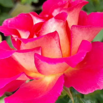 Rózsa rendelés online - bíbor -sárga - erős, hosszan tartó illatú rózsa - Barire® - virágágyi floribunda rózsa - (70-95 cm)