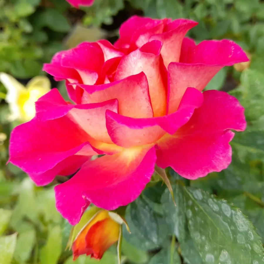 Ružičasto - žuta - Ruža - Barire® - naručivanje i isporuka ruža