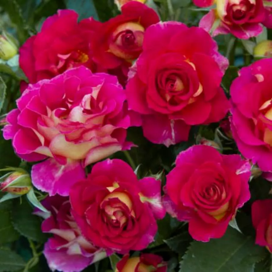 Vrtnica floribunda za cvetlično gredo - Roza - Barire® - vrtnice online