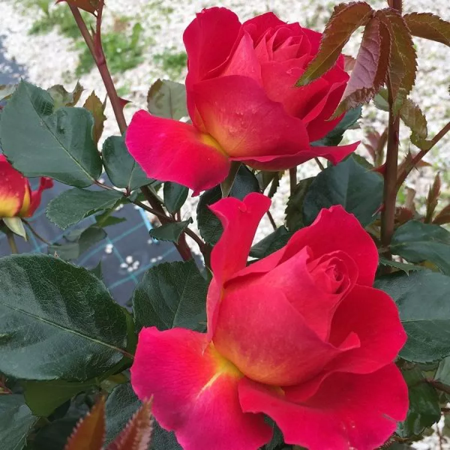 šaličast - Ruža - Barire® - sadnice ruža - proizvodnja i prodaja sadnica