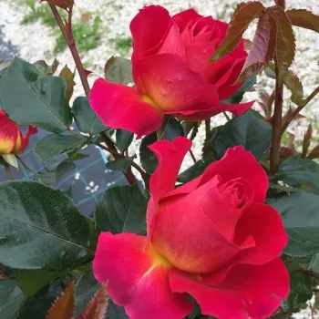 Rosa Barire® - rózsaszín - sárga - virágágyi floribunda rózsa