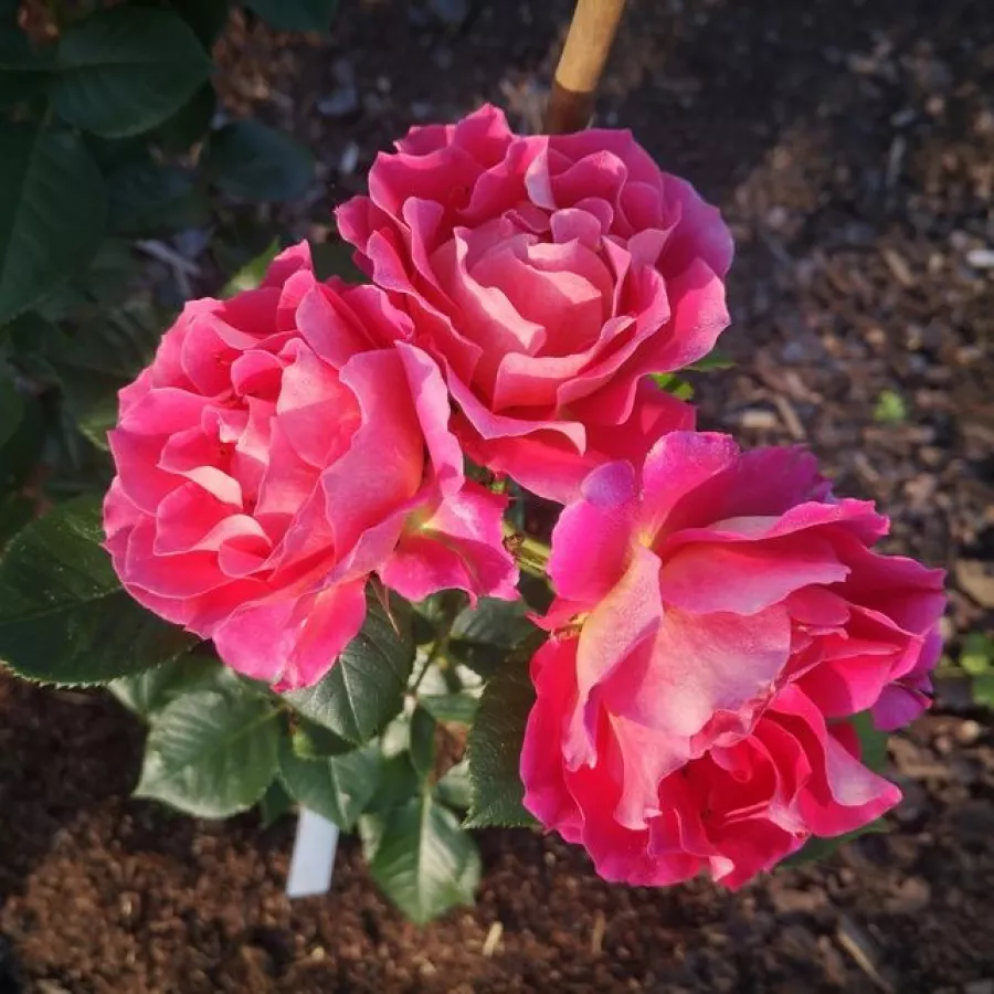 ROSALES MODERNAS DEL JARDÍN - Rosa - Barire® - comprar rosales online
