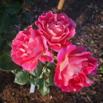 Roza, zunanjost venčnih listov je svetlo rumena - vrtnica floribunda za cvetlično gredo - intenziven vonj vrtnice - aroma grenivke