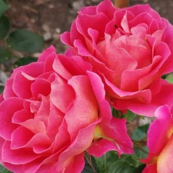Nakup vrtnic na spletu - vrtnica floribunda za cvetlično gredo - intenziven vonj vrtnice - aroma grenivke - Barire® - roza-rumena - (70-90 cm)