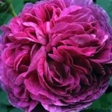 Lila - történelmi - gallica rózsa - Online rózsa vásárlás - Rosa Belle de Crécy - intenzív illatú rózsa - damaszkuszi aromájú