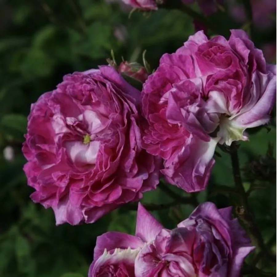 Fioletowy - Róża - Belle de Crécy - Szkółka Róż Rozaria