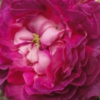 Rosen Shop - gallica rosen - violett - Rosa Belle de Crécy - stark duftend - Roeser - Intensiv duftende Rose Gallica mit vollgefüllter und regelmäßiger Blütenform.