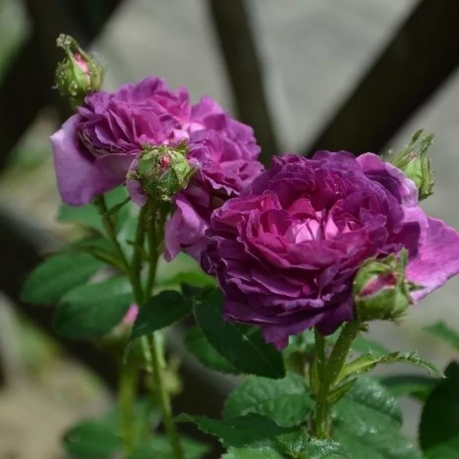 Stromkové růže - Stromkové růže, květy kvetou ve skupinkách - Růže - Belle de Crécy - 