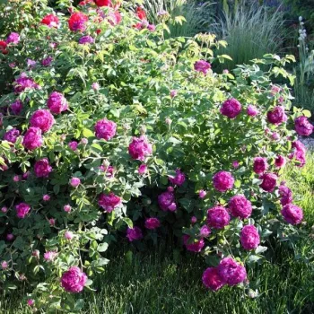 Violet - Fleurs groupées en bouquet - rosier à haute tige - buissonnant
