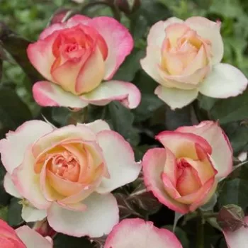Online rózsa vásárlás - sárga - rózsaszín - virágágyi floribunda rózsa - Lake Como® - közepesen illatos rózsa - fahéj aromájú - (70-90 cm)