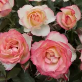 Virágágyi floribunda rózsa - sárga - rózsaszín - közepesen illatos rózsa - fahéj aromájú - Rosa Lake Como® - Online rózsa rendelés