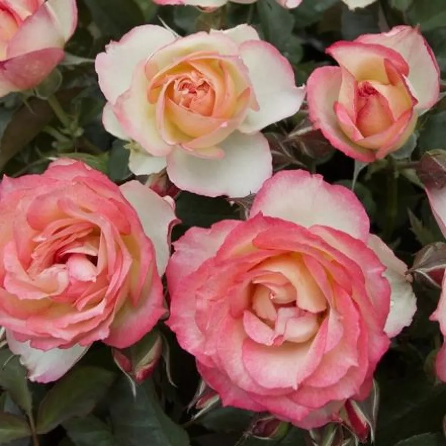Sárga - rózsaszín - Rózsa - Lake Como® - Kertészeti webáruház