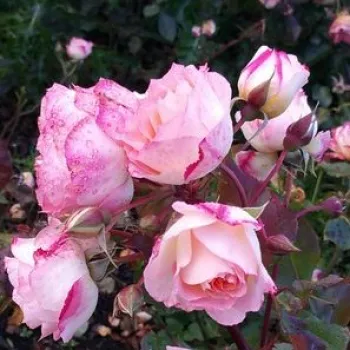 Rosa Lake Como® - amarillo rosa - rosales floribundas