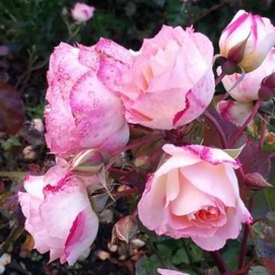 Vrtnica floribunda za cvetlično gredo - Roza - Lake Como® - vrtnice - proizvodnja in spletna prodaja sadik
