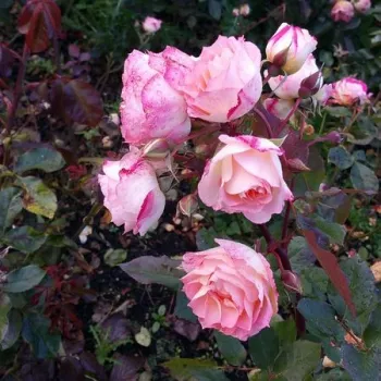 Kremnato rumena z roza robom venčnih listov - vrtnica floribunda za cvetlično gredo - zmerno intenziven vonj vrtnice - aroma cimeta