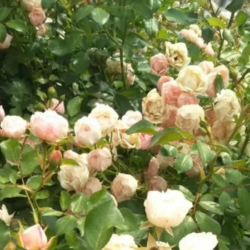 BARNIFUM® – fehér virágágyi floribunda rózsa - Barni