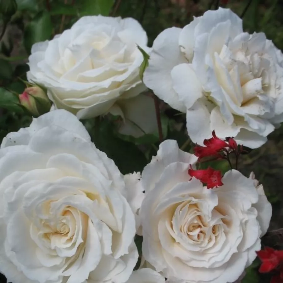 Biały - Róża - Barnifum® - róże sklep internetowy