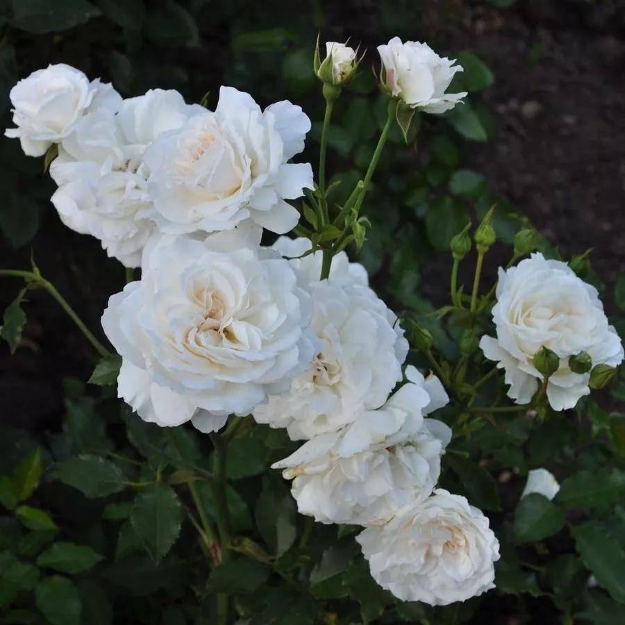 Vrtnica floribunda za cvetlično gredo - Roza - Barnifum® - vrtnice online