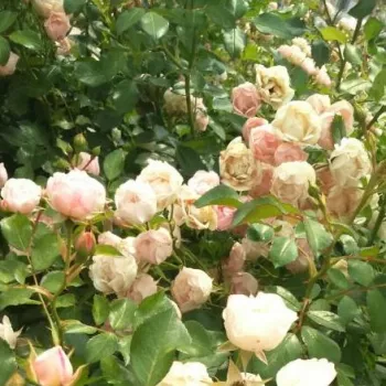 Rosa Barnifum® - fehér - virágágyi floribunda rózsa