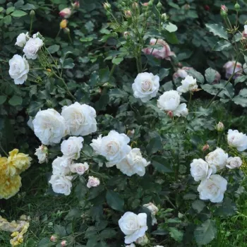 Fehér - virágágyi floribunda rózsa - diszkrét illatú rózsa - vanilia aromájú