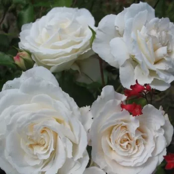 Online rózsa kertészet - fehér - Barnifum® - virágágyi floribunda rózsa - diszkrét illatú rózsa - vanilia aromájú - (60-80 cm)