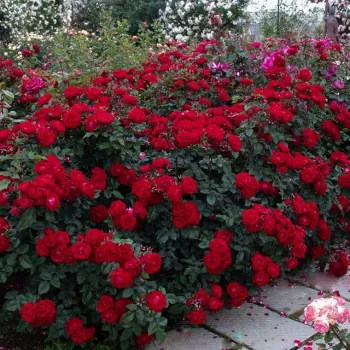 Mély, telt, bársonyosan piros árnyalat enyhe sötét tónussal. - virágágyi floribunda rózsa - illattalan rózsa - nincs érezhető aroma