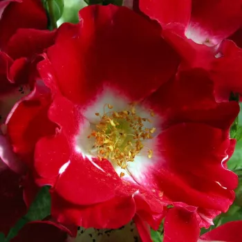 Rózsa rendelés online - piros - illattalan rózsa - Red Spot® - virágágyi floribunda rózsa - (50-75 cm)